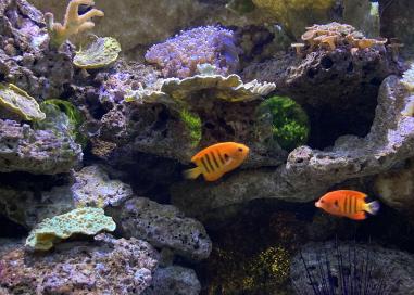 poisson biodiversité pour tous